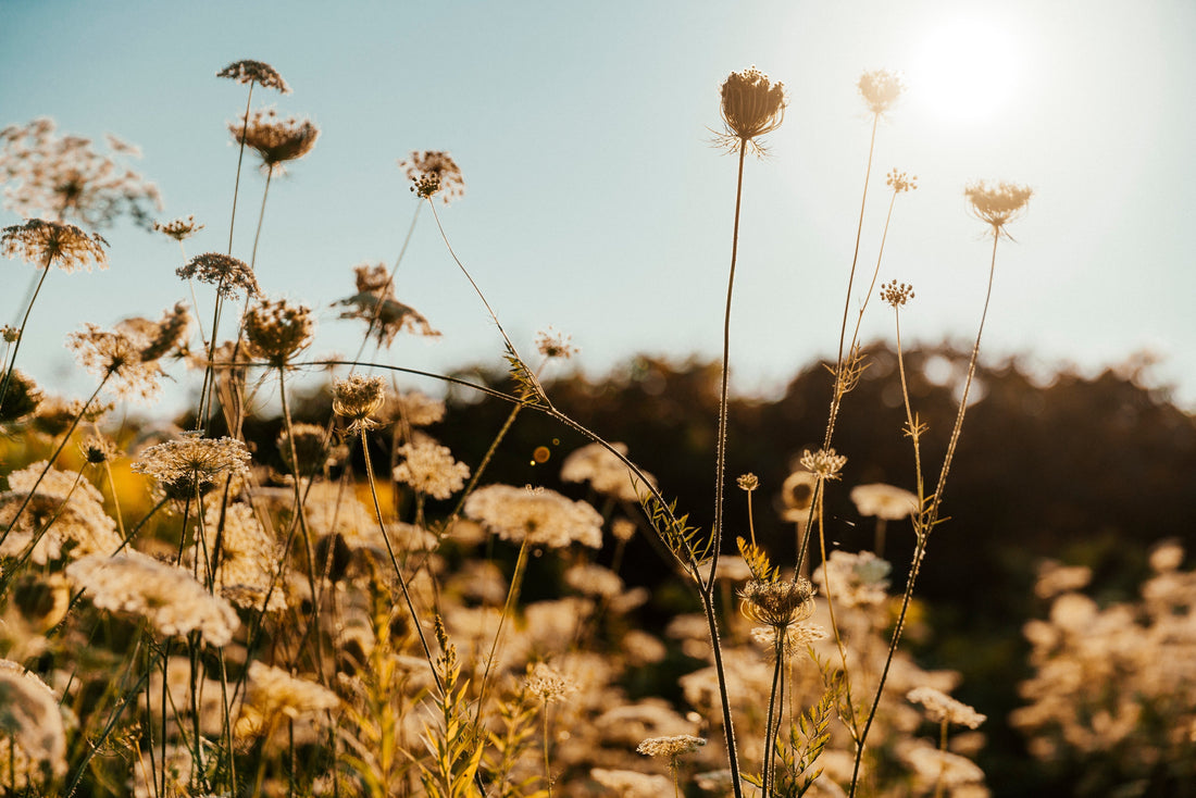 Gentle Care, Naturally: Vegan and Natural Cosmetics for Your Beloved Animals