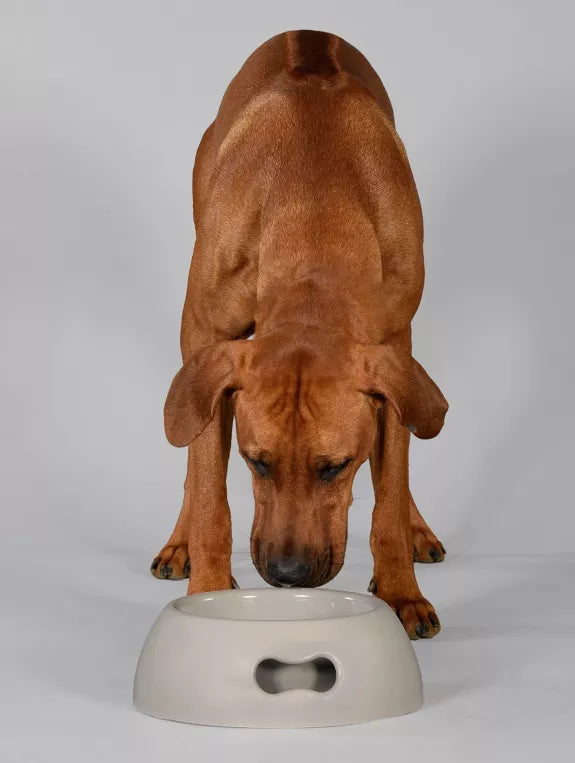 Indestructible eco-friendly bowl for dogs and cats - Lilla